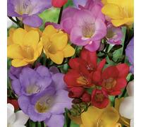 Bloomique - Mix di 50 - Mix di fresia - Mix di colori - Bulbi da fiore - Perenne - Fioritura estiva - Cresce fino a 30-45 cm