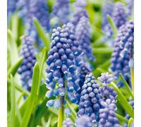 Bloomique - Mix di 50 - Muscari Armeniacum - Giacinto d'uva - Uva blu - Bulbi da fiore - Fioritura primaverile - Piante perenni - Cresce fino a 10-15 cm