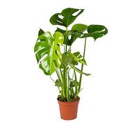 Bloomique Monstera Deliciosa - Pianta a buchi, antiinquinante, facile da mantenere, altezza 50-60 cm, vaso 17 cm