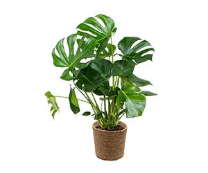 Bloomique - Monstera deliciosa - Pianta con foglie forate - Pianta da interno - Purifica l’aria - Facile da curare - Alta 70-80 cm - In cestino di Pianta Ornamentale marina 21 cm
