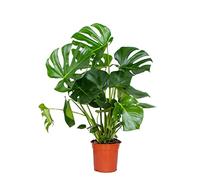 Bloomique - Monstera Deliciosa - Pianta del Pane Svizzero - Pianta da Interno - Purifica l’Aria - Facile da Curare - Alta 70-80 cm - Vaso 21 cm