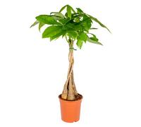 Bloomique - Pachira Aquatica - Albero dei Soldi - Cacao d’Acqua - Pianta da Interno - Purifica l’Aria - Facile da Curare - Alta 60-70 cm - Vaso 17 cm