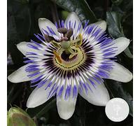 Bloomique - Passiflora Caerulea - Fiore della Passione - Blu e Bianco - Pianta Rampicante - Pianta da Giardino - Resistente al Freddo - Alta 50-70 cm - Vaso da 15 cm