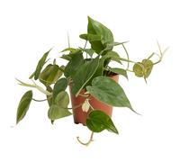 Bloomique - Philodendron Scandens - Pianta pensile - Adatta anche come pianta rampicante - Piante da appartamento - Purifica l'aria - Facile da curare - Altezza 15-20 cm - Vaso 12 cm