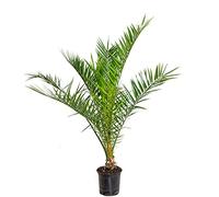 Bloomique - Phoenix Canariensis - Palma delle Canarie - Palma da Giardino - Resistente al Freddo - Alta 80-100 cm - Vaso 19 cm
