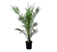 Bloomique - Phoenix Canariensis - Palma delle Canarie - Palma Resistente al Freddo - Pianta da Giardino - Alta 100-120 cm - Vaso da 21 cm