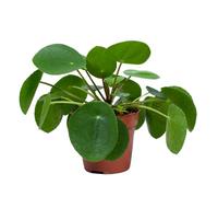 Bloomique - Pilea Peperomioides - Pianta delle Monete Cinesi - Pianta da Interno - Purifica l’Aria - Adatta agli Animali - Alta 15-20 cm - Vaso 12 cm