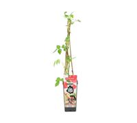 Bloomique - Rubus Idaeus 'Héritage' - Pianta di lampone - Piante da frutto - Piante da giardino - Resistente - ⌀14 cm - Altezza 60-70 cm