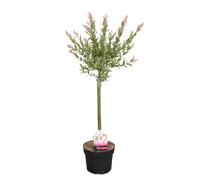 Bloomique - Salix Integra Flamingo - Salice variegato - Piante da giardino - Resistente - 60-80 cm di altezza - Vaso 17 cm