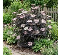 Bloomique - Sambucus Nigra Black Lace - Sambuco comune - Piante da giardino - Resistenti - Altezza 30-40 cm - Vaso 19 cm