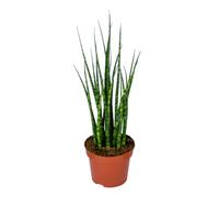 Bloomique - Sansevieria Fernwood Mikado - Lingua di Suocera - Pianta da Interno - Purifica l’Aria - Molto Facile da Curare - Alta 20-30 cm - Vaso 12 cm