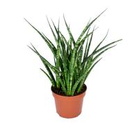 Bloomique - Sansevieria Fernwood Punk - Lingua di Suocera - Pianta da Interno - Purifica l’Aria - Molto Facile da Curare - Alta 20-30 cm - Vaso 12 cm