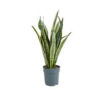 Bloomique - Sansevieria Laurentii - Lingua di Suocera - Pianta da Interno - Purifica l’Aria - Molto Facile da Curare - Altezza 30-40 cm - Vaso 12 cm