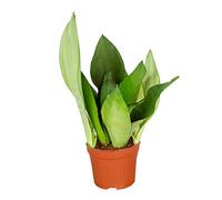 Bloomique - Sansevieria Moonshine - Lingua di Suocera - Pianta da Interno - Purifica l’Aria - Molto Facile da Curare - Alta 30-40 cm - Vaso 12 cm