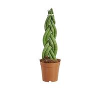 Bloomique - Sansevieria Twister - Lingua di suocera - Piante da appartamento - Facili da curare - Altezza 30-40 cm - Vaso da 12 cm