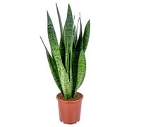 Bloomique - Sansevieria Zeylanica - Lingua di Suocera - Pianta da Interno - Purifica l’Aria - Molto Facile da Curare - Alta 50-70 cm - Vaso 17 cm