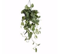 Bloomique - Scindapsus Pictus - Vite argentata - Pianta pensile - Adatta anche come pianta rampicante - Piante da appartamento - Purifica l'aria - Facile da mantenere - Altezza 20-25 cm - Vaso 15 cm