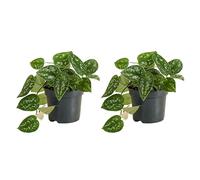 Bloomique - Set da 2 - Scindapsus Pictus - Vite d'argento - Piante sospese - Adatto anche come pianta rampicante - Piante da appartamento - Pulizia dell'aria - Facile da pulire - Altezza 15 - 20 cm