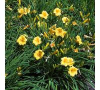 Bloomique - Set da 3 pezzi - Hemerocallis Stella d'Oro - Daylilie - Piante da giardino - Resistente - Altezza 10 - 20 cm - Vaso 9 x 9 cm
