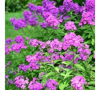 Bloomique - Set da 3 pezzi - Phlox Paniculata Laura - Phlox - Piante da giardino - Resistente - Altezza 10 - 20 cm - Vaso 9 x 9 cm