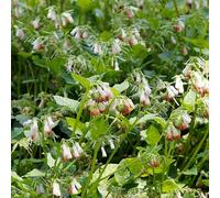 Bloomique - Set da 3 pezzi - Symphytum Grandiflorum - Consolida - Piante da giardino - Resistente - Altezza 10 - 20 cm - Vaso 9 x 9 cm
