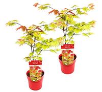 Bloomique - Set di 2 - Acer Shirasawanum Moonrise - Acero Giapponese - Pianta da Giardino - Resistente al Freddo - Alte 50-70 cm - Vaso 19 cm
