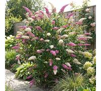 Bloomique - Set di 2 - Buddleja Davidii Duo Rosa Bianco - Cespuglio delle farfalle - Piante da giardino - Resistenti all'inverno - Altezza 30-40 cm - Vaso 17 cm