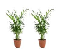 Bloomique - Set di 2 - Chamaedorea Elegans - Palma nana messicana - Piante d'appartamento - Purificante dell'aria - Adatto agli animali - Facile da mantenere - Altezza 35-45 cm - Vaso 12 cm