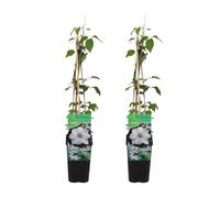 Bloomique - Set di 2 - Clematis ‘Miss Bateman’ - Clematide - Bianca - Rampicante - Resistente al freddo - Alte 50-70 cm - Vaso 15 cm