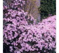 Bloomique - Set di 2 - Clematis montana ‘Rubens’ - Clematide - Rosa chiaro - Rampicante - Resistente al freddo - Alta 50-70 cm - Vaso da 15 cm