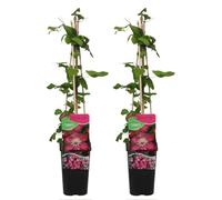 Bloomique - Set di 2 - Clematis ‘Ville de Lyon’ - Clematide - Rosa scuro - Rampicante - Resistente al freddo - Alte 50-70 cm - Vaso 15 cm