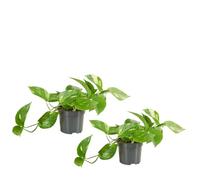 Bloomique - Set di 2 - Epipremnum aureum - Pothos - Pianta ricadente - Adatta anche come rampicante - Pianta da interno - Purifica l’aria - Facile da curare - Alte 15-20 cm - Vaso 12 cm