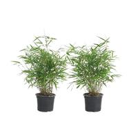 Bloomique - Set di 2 - Fargesia rufa - Pianta di bambù - Non invadente - Resistente al freddo - Sempreverde - Piante da giardino - Alte 40-60 cm - Vaso da 17 cm