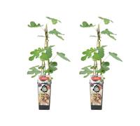 Bloomique - Set di 2 - Ficus carica ‘Brown Turkey’ - Fico - Albero da frutto - Piante da giardino - Resistente al freddo - Alte 50-70 cm - Vaso 15 cm