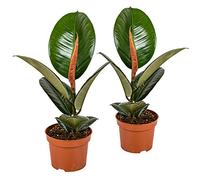 Bloomique - Set di 2 - Ficus Elastica Robusta - Albero della Gomma - Pianta da Interno - Purifica l’Aria - Molto Facile da Curare - Alta 30-40 cm - Vaso 12 cm