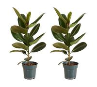 Bloomique - Set di 2 - Ficus elastica ‘Robusta’ - Albero della gomma - Pianta da interno - Purifica l’aria - Molto facile da curare - Alte 50-60 cm - Vaso 17 cm
