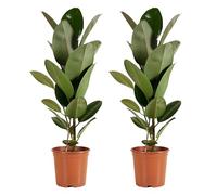 Bloomique - Set di 2 - Ficus elastica ‘Robusta’ - Albero della gomma - Pianta da interno - Purifica l’aria - Molto facile da curare - Alte 80-100 cm - Vaso 21 cm