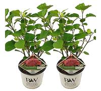 Bloomique - Set di 2 - Hydrangea Pink Annabelle - Ortensia Rosa - Pianta da Giardino - Resistente al Freddo - Alte 40-50 cm - Vaso 19 cm