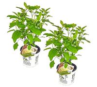 Bloomique - Set di 2 - Hydrangea Strong Annabelle - Ortensia Bianca - Pianta da Giardino - Resistente al Freddo - Alta 40-50 cm - Vaso da 19 cm