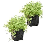 Bloomique - Set di 2 - Hydrocotyle Variegata - Centella Variegata - Pianta Acquatica - Pianta da Stagno - Resistente al Freddo - Alte 10-20 cm - Vaso 11 cm