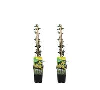 Bloomique - Set di 2 - Jasminum nudiflorum - Gelsomino d’inverno - Giallo - Rampicante - Resistente al freddo - Alte 50-70 cm - Vaso 15 cm