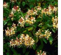 Bloomique - Set di 2 - Lonicera henryi - Caprifoglio - Arancione e rosso - Rampicante - Sempreverde - Resistente al freddo - Alta 50-70 cm - Vaso da 15 cm