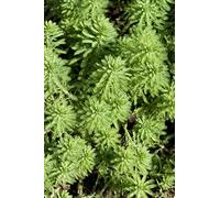 Bloomique - Set di 2 - Myriophyllum Red Stem - Millefoglio Rosso - Pianta Acquatica - Pianta da Stagno - Resistente al Freddo - Alte 10-20 cm - Vaso 11 cm