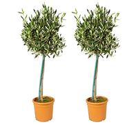 Bloomique - Set di 2 - Olea Europaea - Ulivo su Fusto - Pianta da Giardino - Resistente al Freddo - Alta 80-100 cm - Vaso da 19 cm