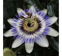 Bloomique - Set di 2 - Passiflora caerulea - Fiore della passione - Blu e bianco - Rampicante - Pianta da giardino - Resistente al freddo - Alta 50-70 cm - Vaso da 15 cm