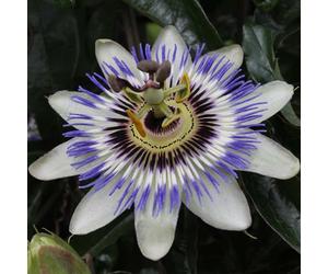 Bloomique - Set di 2 - Passiflora caerulea - Fiore della passione - Blu e bianco - Rampicante - Pianta da giardino - Resistente al freddo - Alta 50-70 cm - Vaso da 15 cm