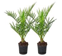 Bloomique - Set di 2 - Phoenix Canariensis - Palma delle Canarie - Palma da Giardino - Resistente al Freddo - Alte 50-70 cm - Vaso 15 cm
