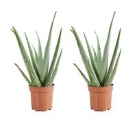 Bloomique - Set di 2 - Pianta di Aloe vera - Pianta da interno - Pianta grassa - Succulenta - Molto facile da curare - Alte 50-60 cm - Vaso 17 cm