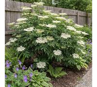 Bloomique - Set di 2 - Sambucus Nigra Howunder York - Sambuco comune - Piante da giardino - Resistenti all'inverno - Altezza 30-40 cm - Vaso 19 cm