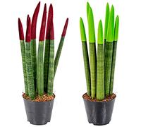 Bloomique - Set di 2 - Sansevieria Velvet Touch - Lingua di Suocera - Pianta da Interno - Purifica l’Aria - Molto Facile da Curare - Altezza 20-30 cm - Vaso 9 cm